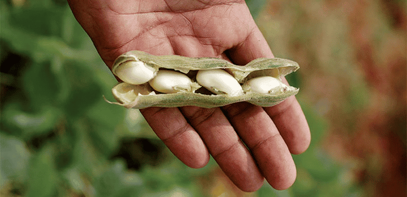 Mucuna: The Wonder Plant - In10sityFitnessUnited